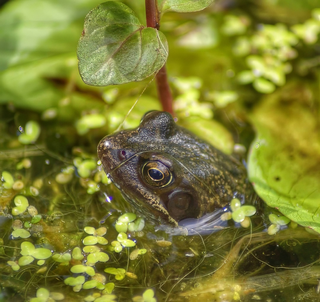 Common Frog