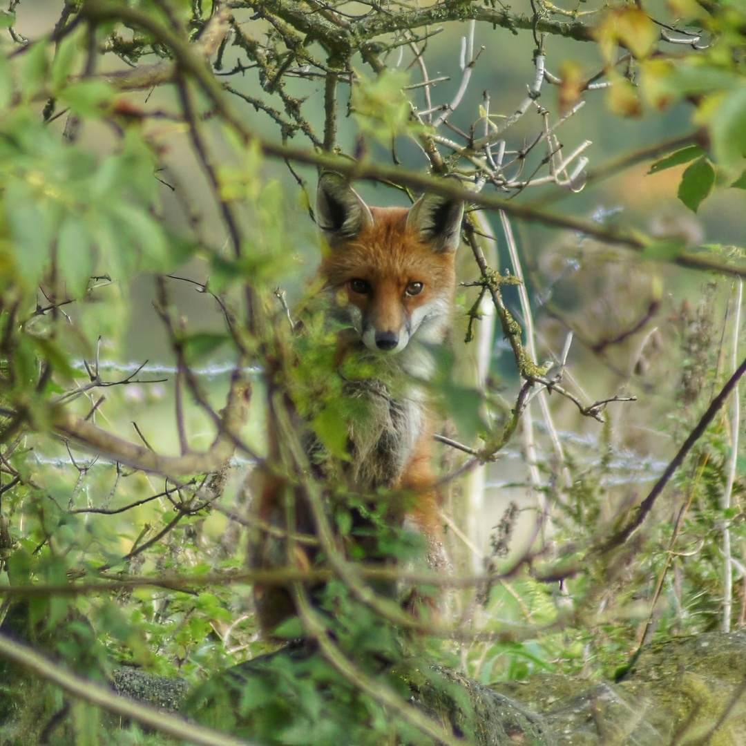 Fox in the Undergrowth