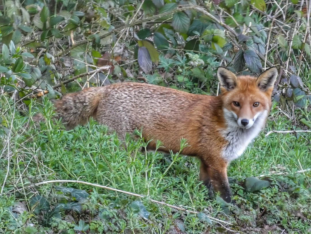 Alert Fox