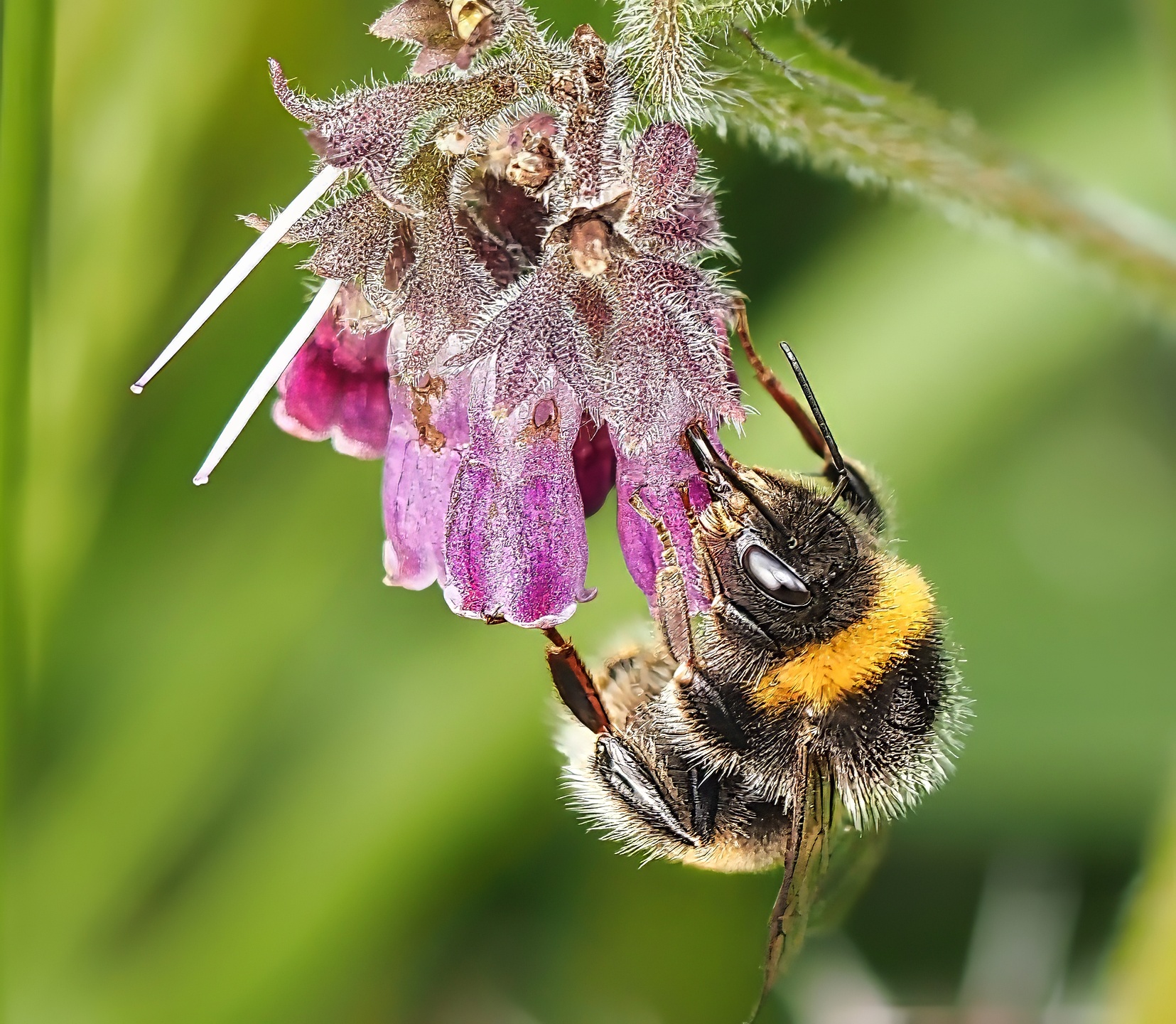 Buff-tailed Bumblebee