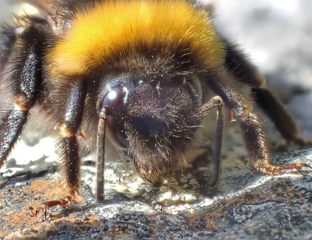 Bumblebee Portrait