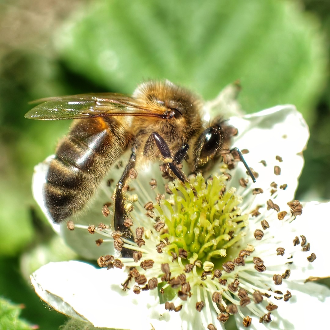Honey Bee Foraging