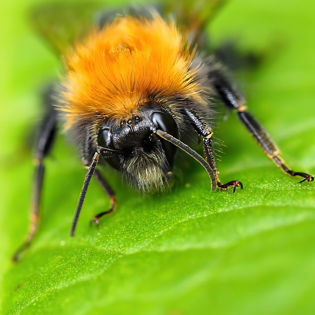 Tree Bumblebee