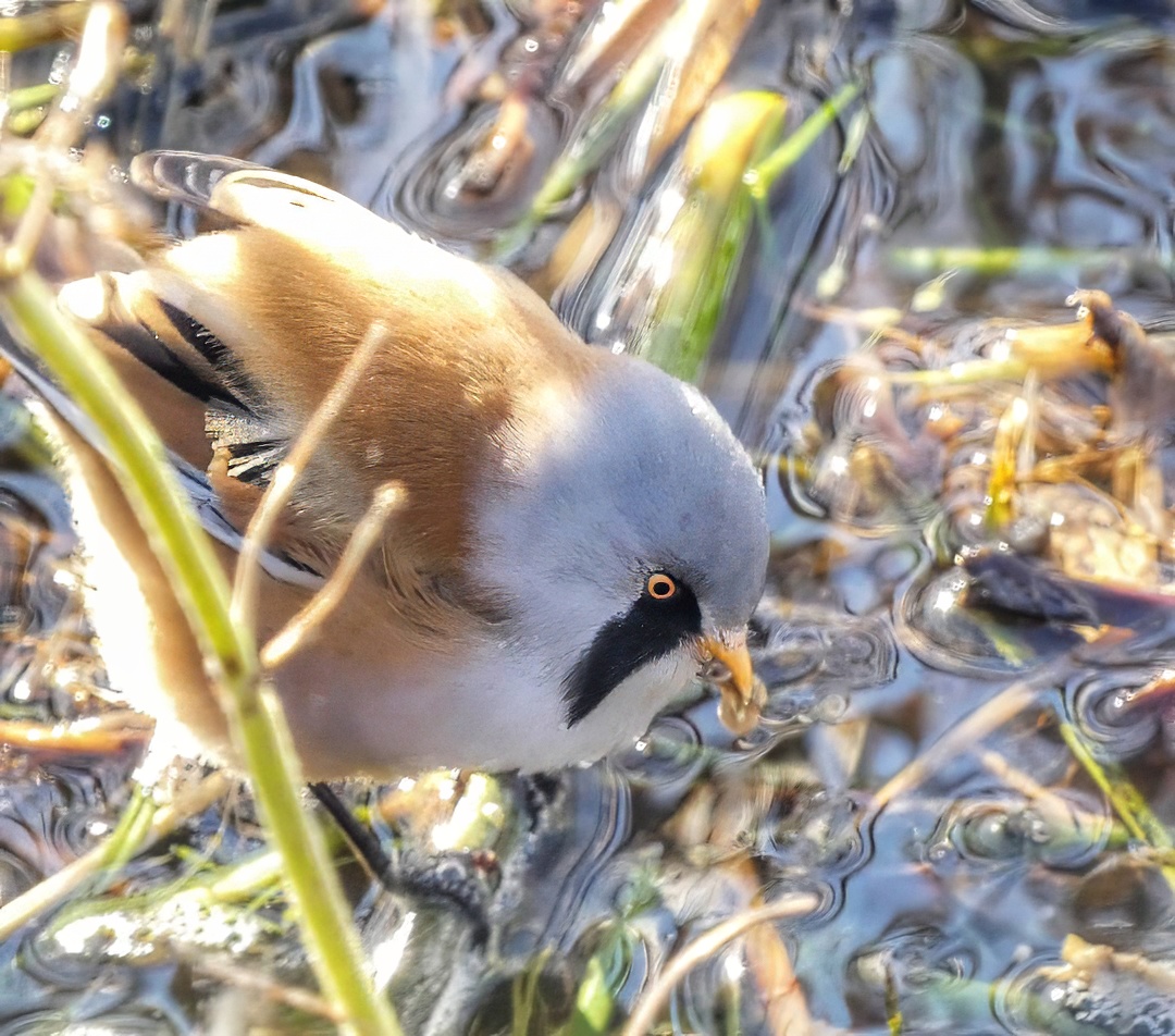 Bearded Reedling