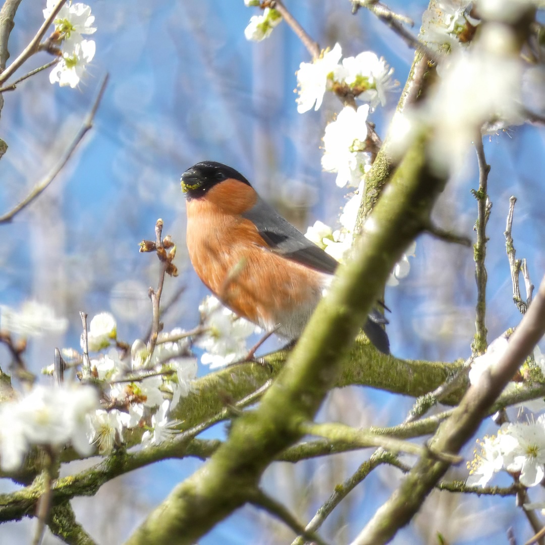 Bullfinch