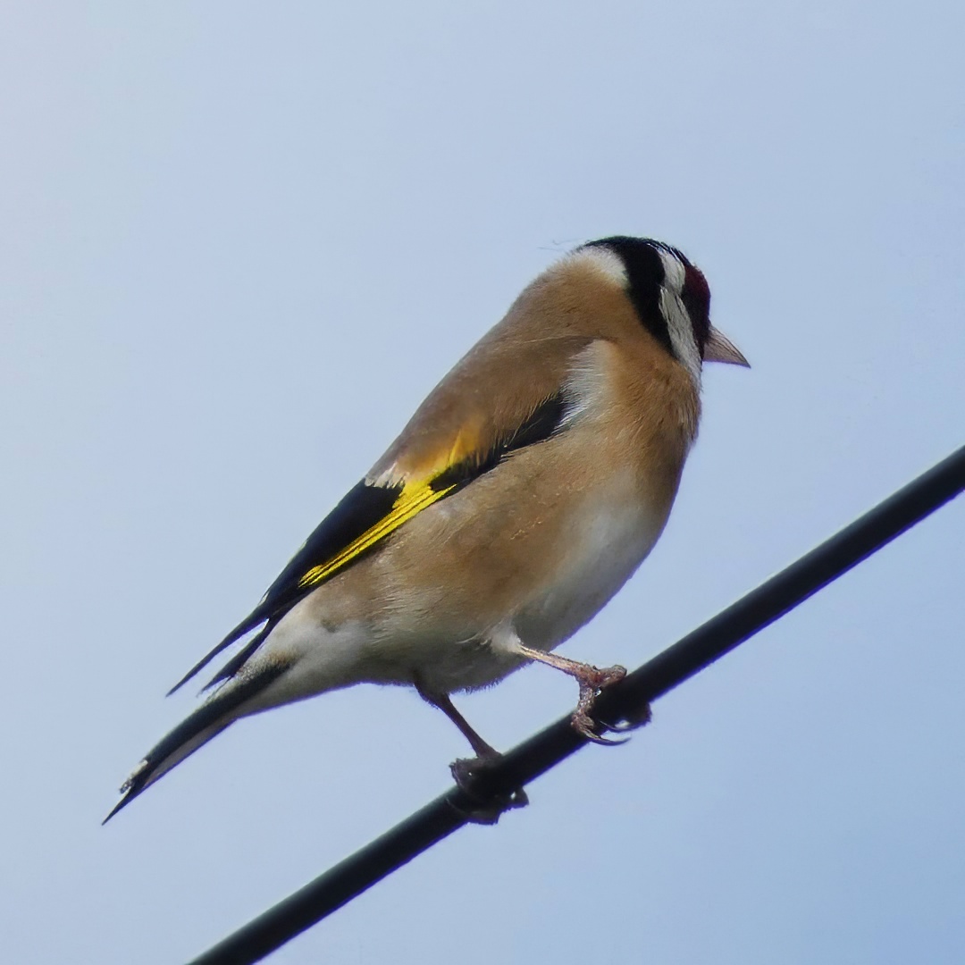 Goldfinch
