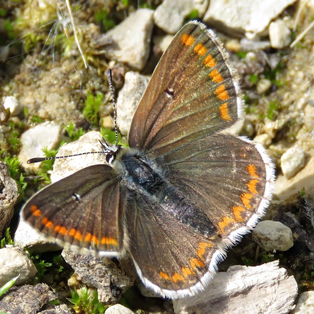 Brown Argus