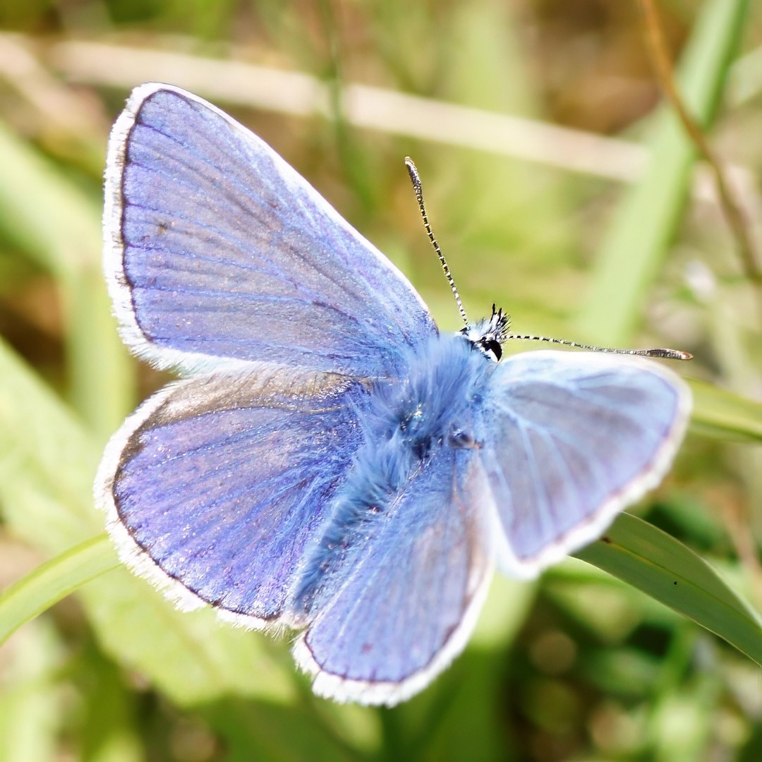 Common Blue