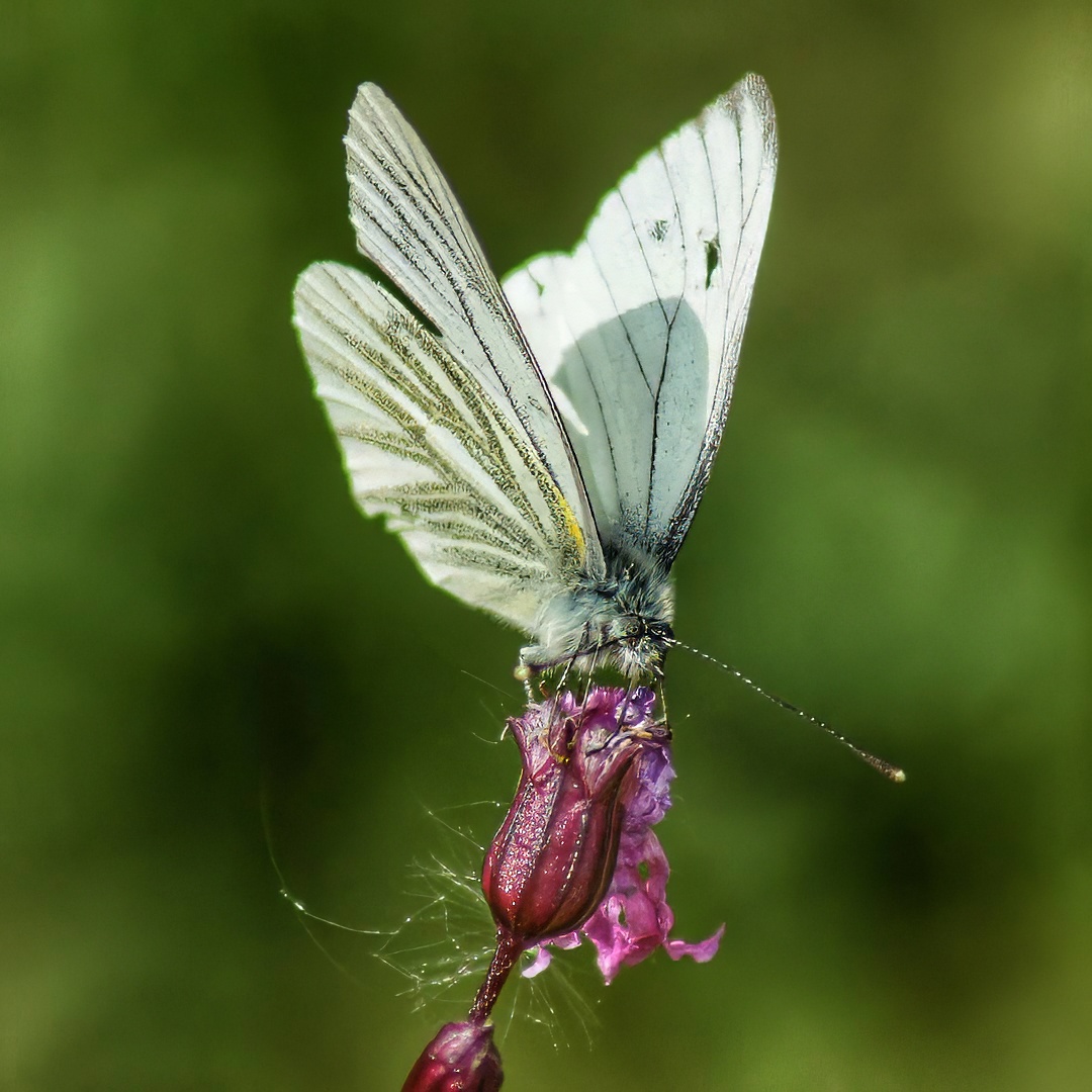 Green-veined White