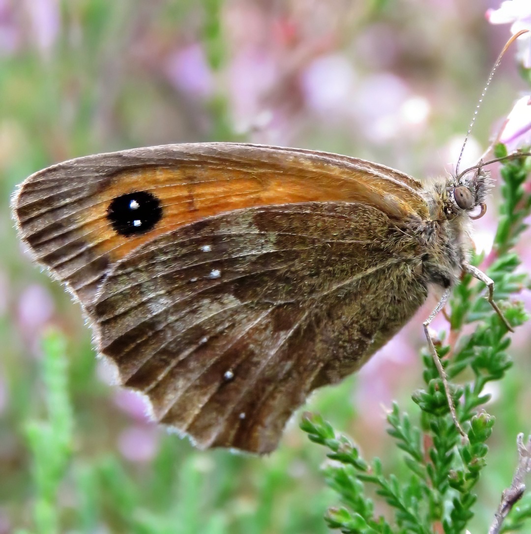 Meadow Brown