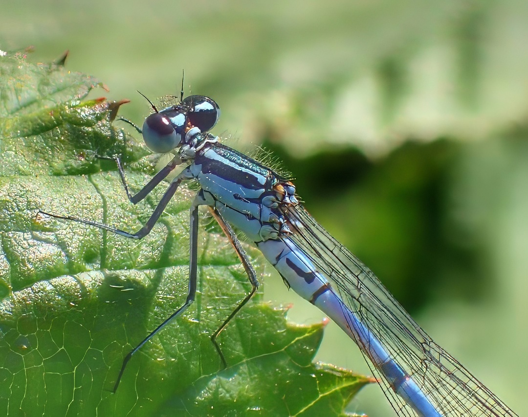 Azure Damselfly Portrait