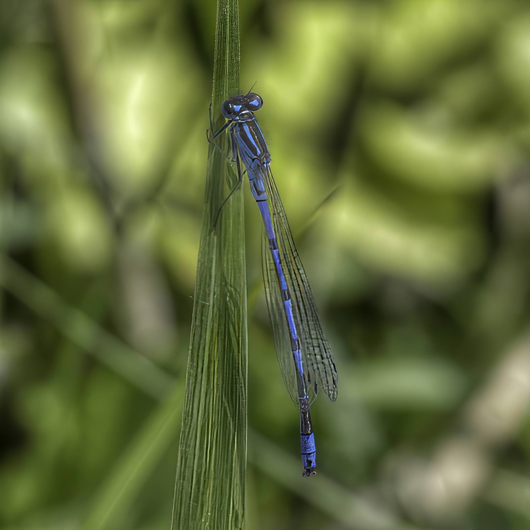 Dragonflies