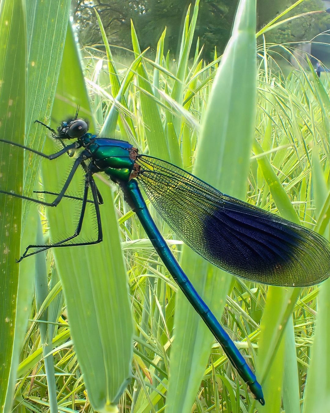 Banded Demoiselle