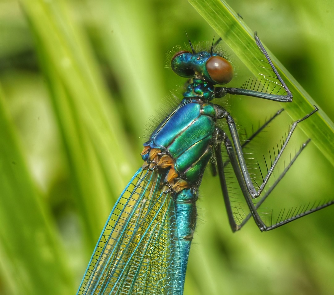 Metallic Demoiselle