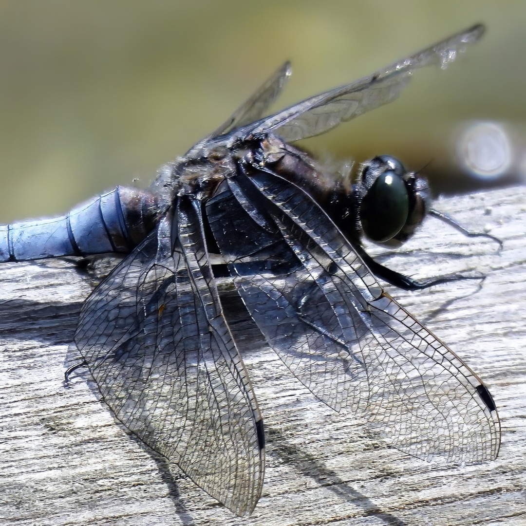 Black Darter at Rest