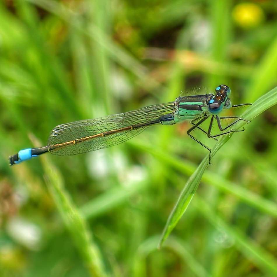Blue-tailed Damselfly