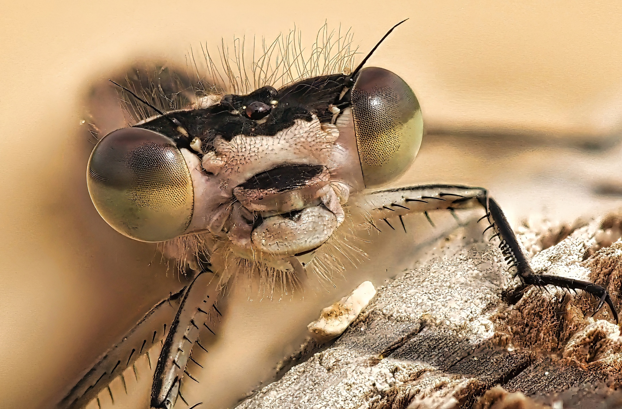 Damselfly Eyes