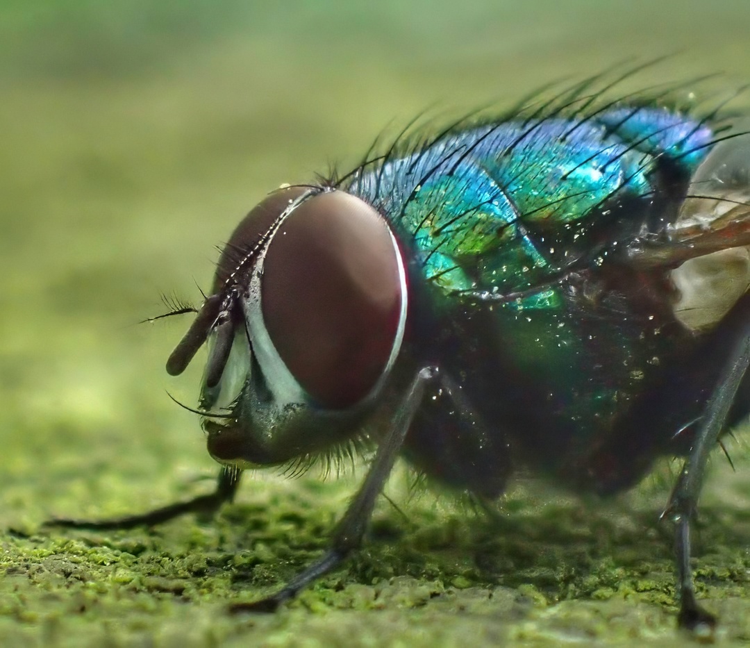Greenbottle