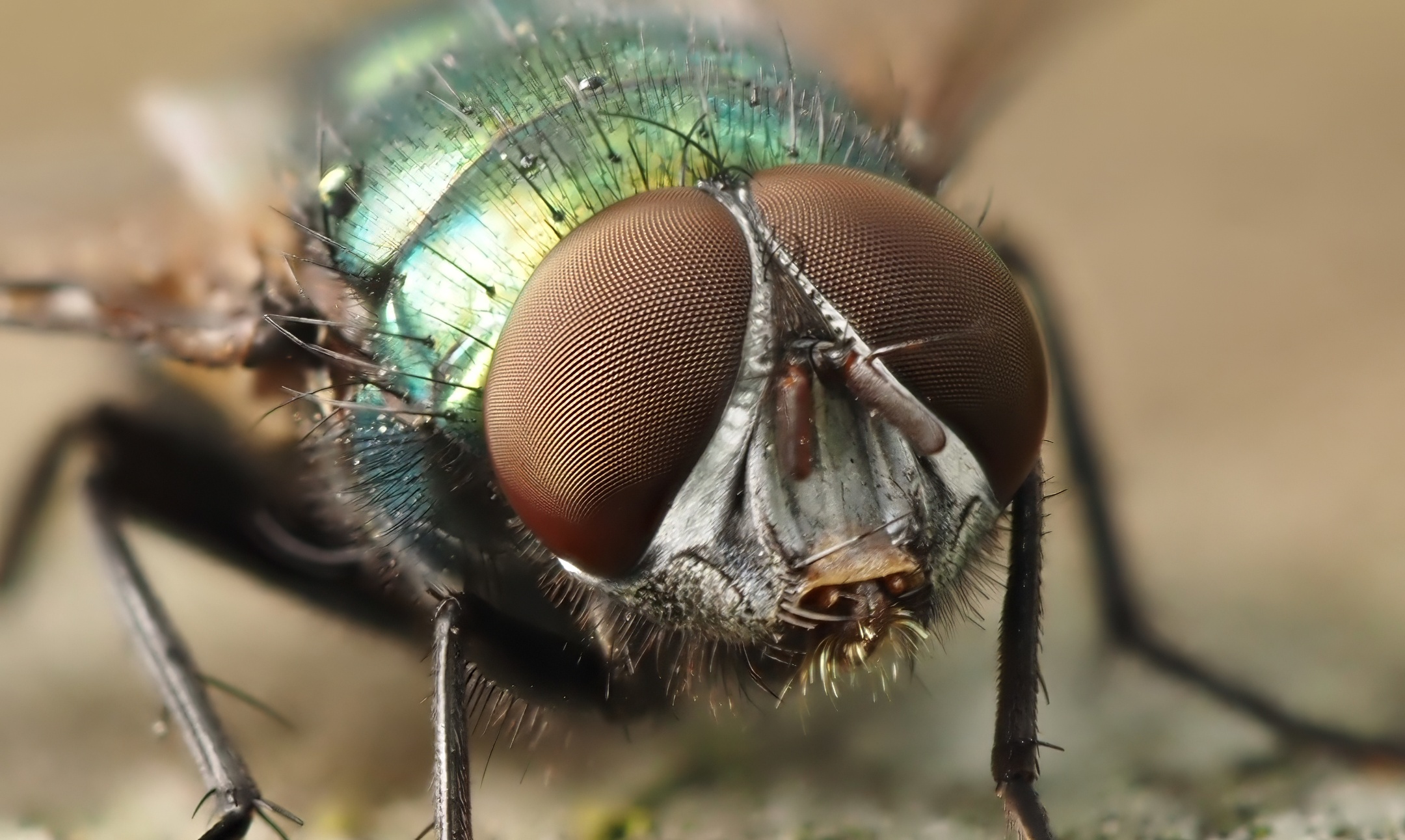 Greenbottle Face-on