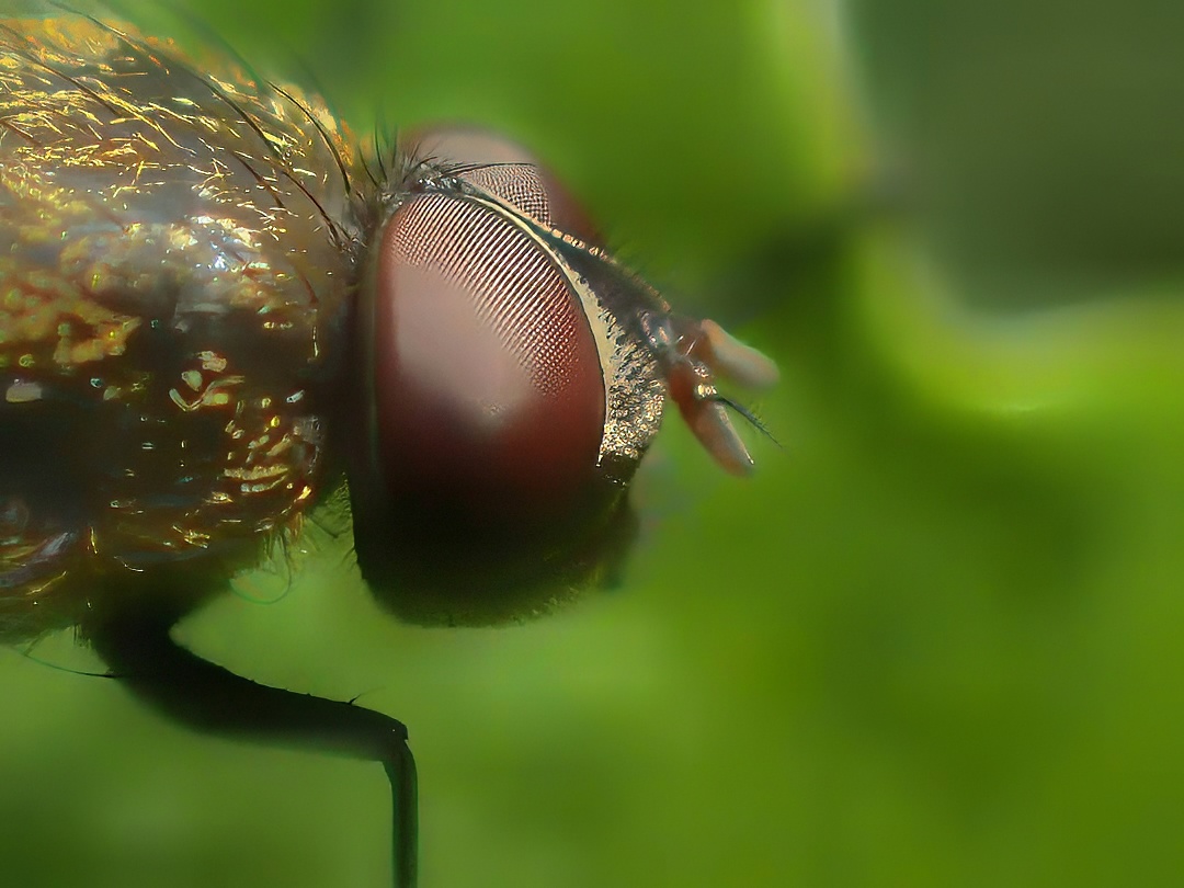 Eristalis Hoverfly