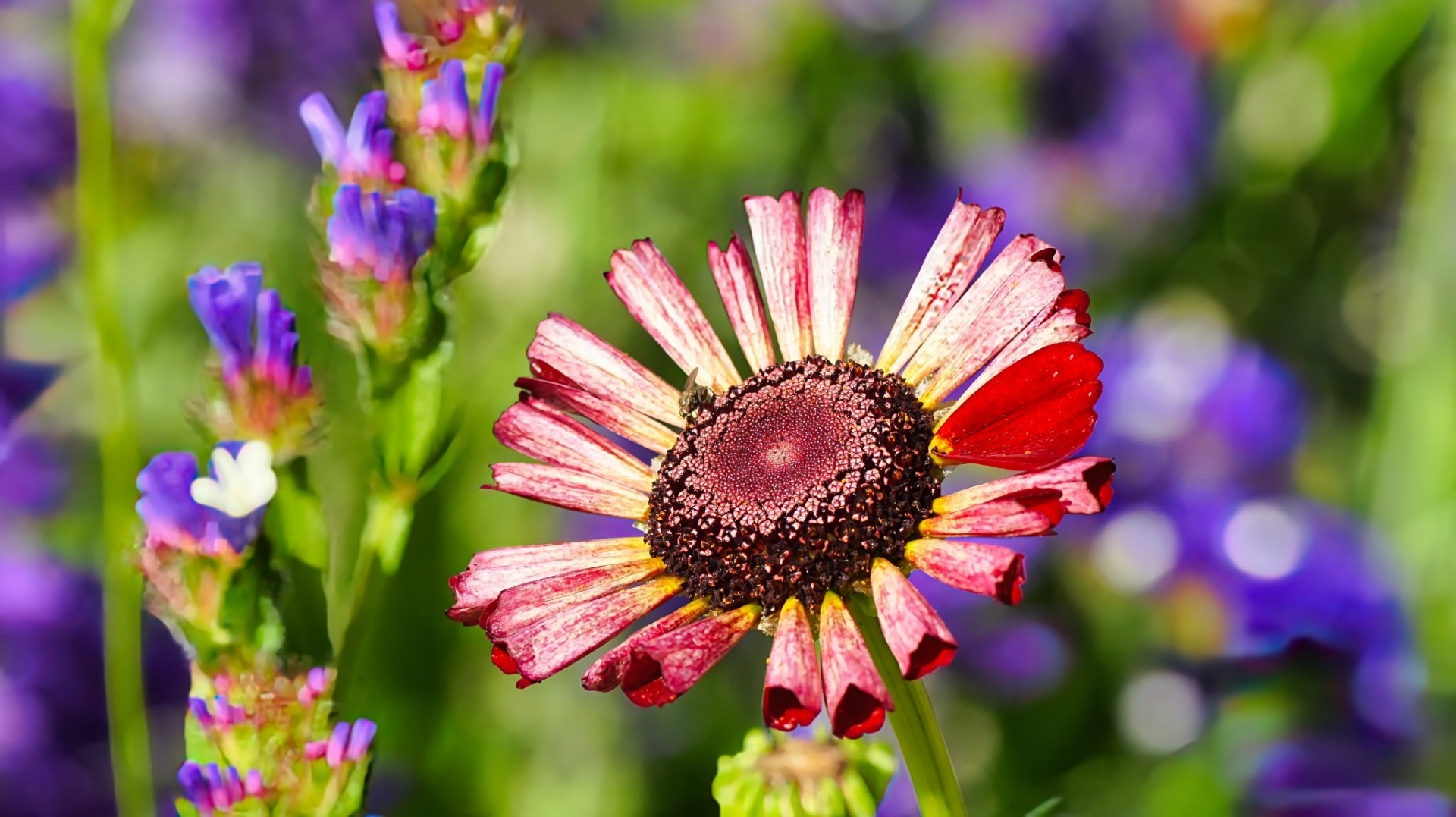 Daisy with Hoverfly