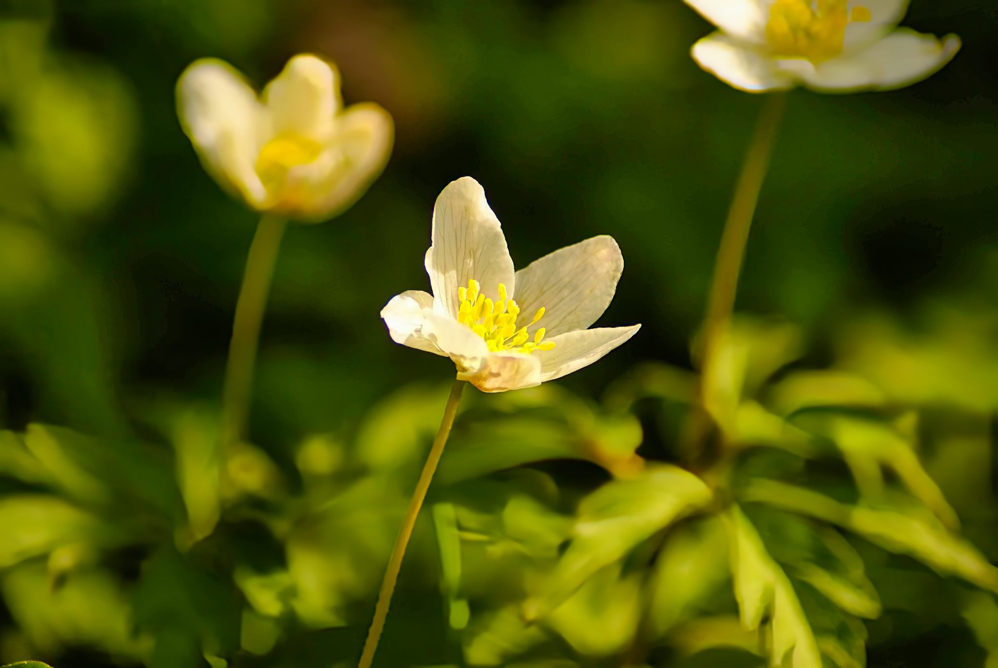 Wood Anemone