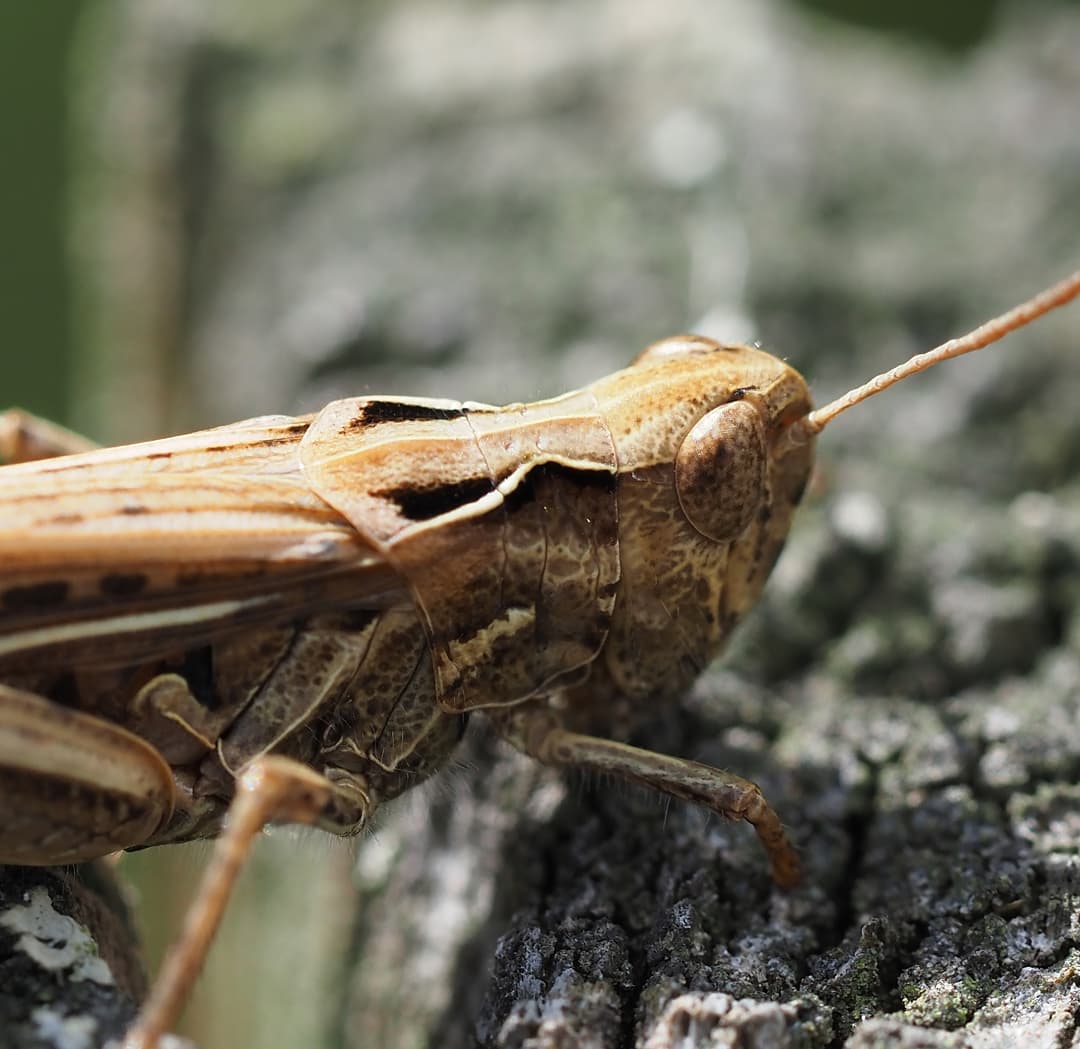 Grasshopper on Bark