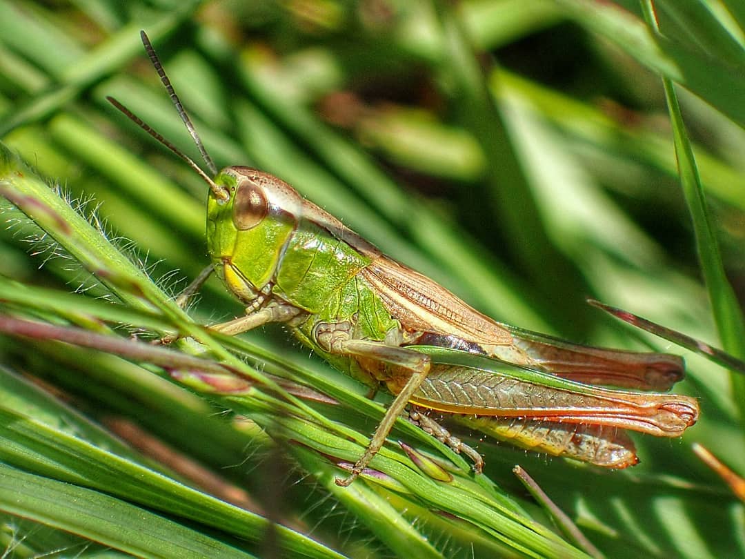 Grasshopper in Grass