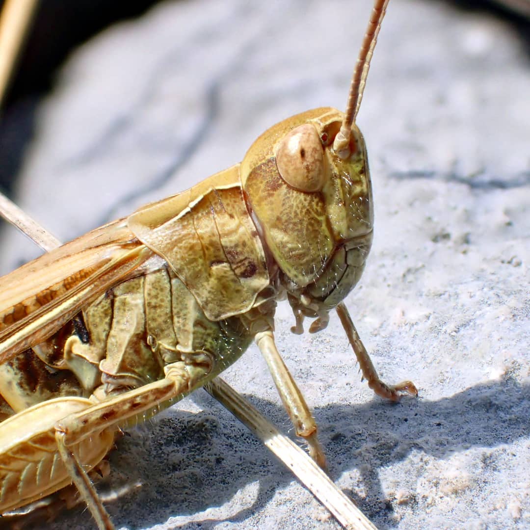 Grasshopper on Stone