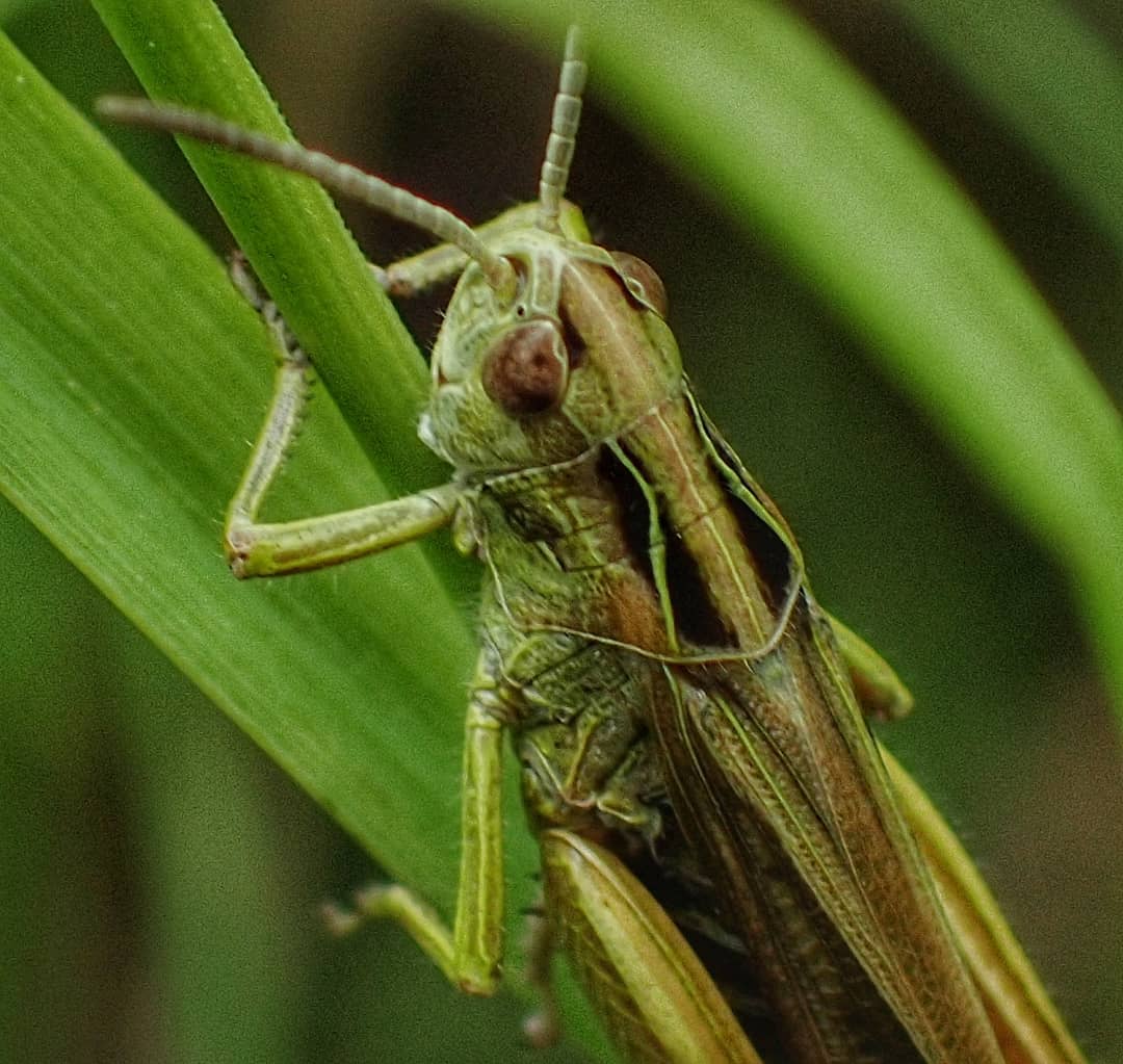 Grasshopper at Rest