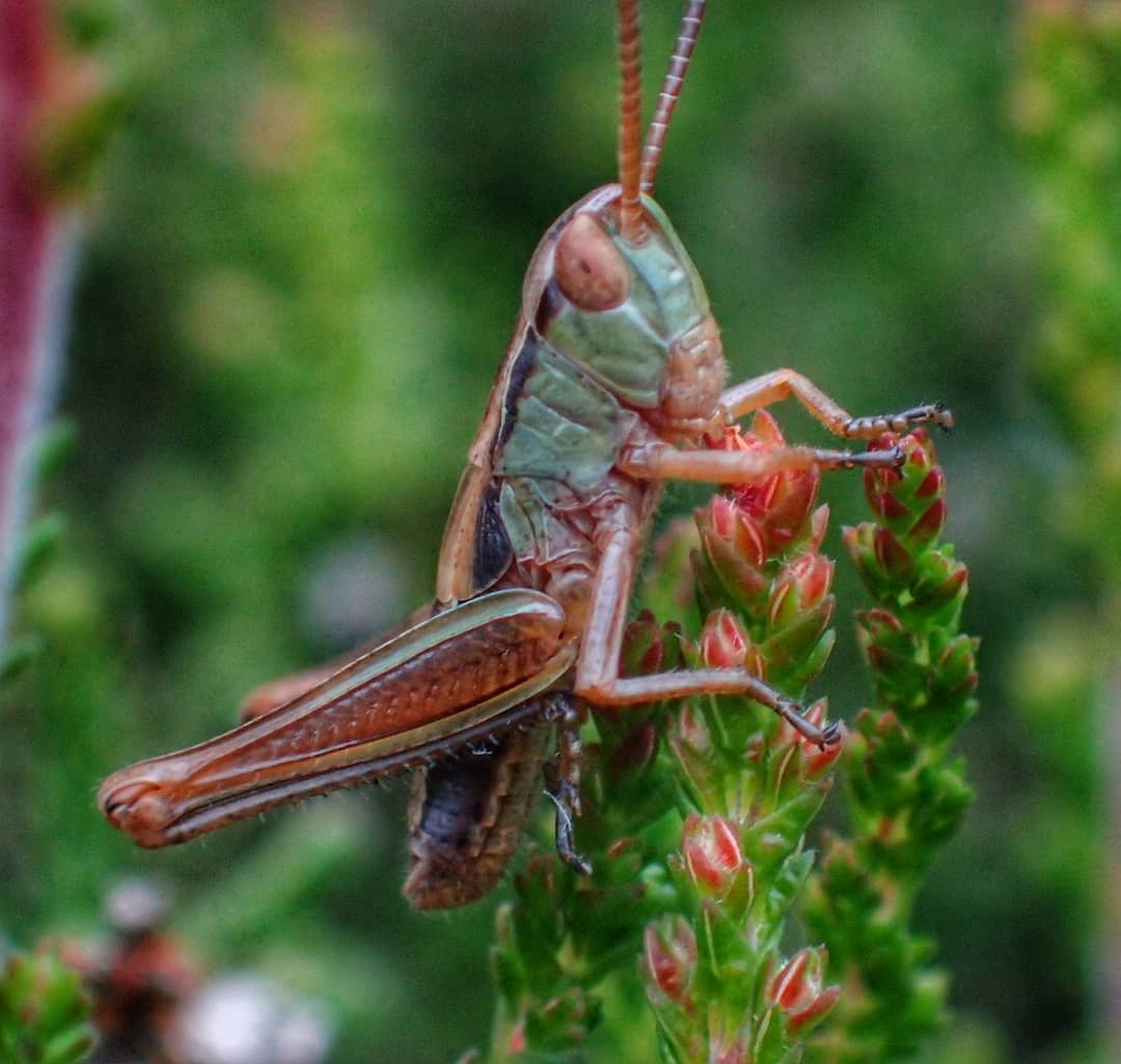 Meadow Grasshopper