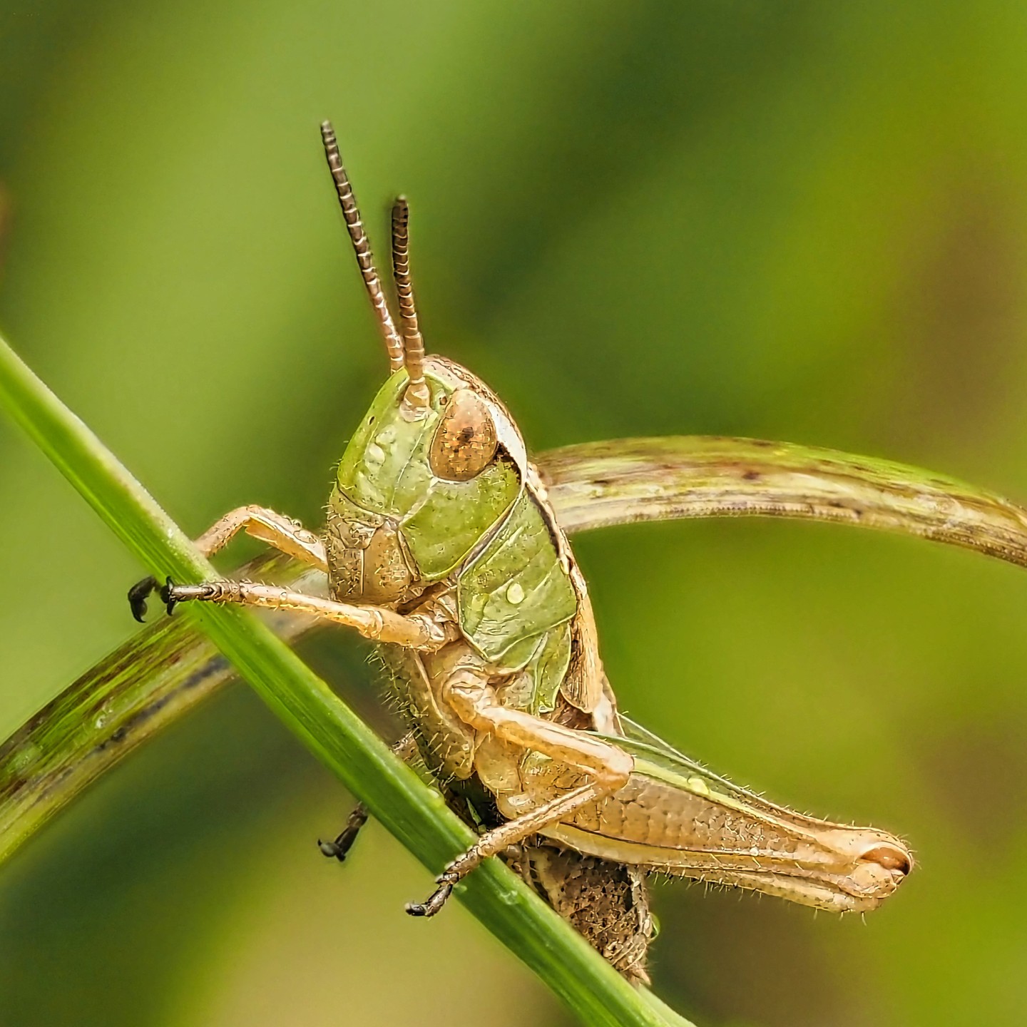 Meadow Grasshopper Face