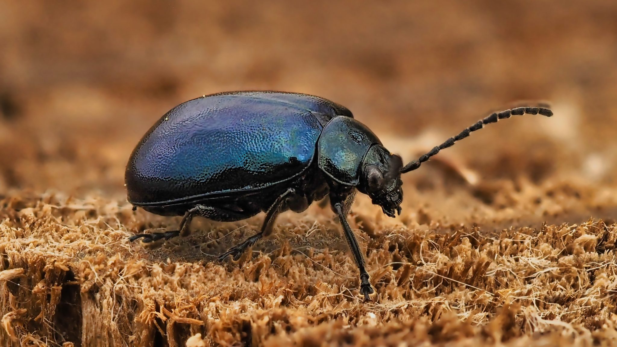 Alder Beetle