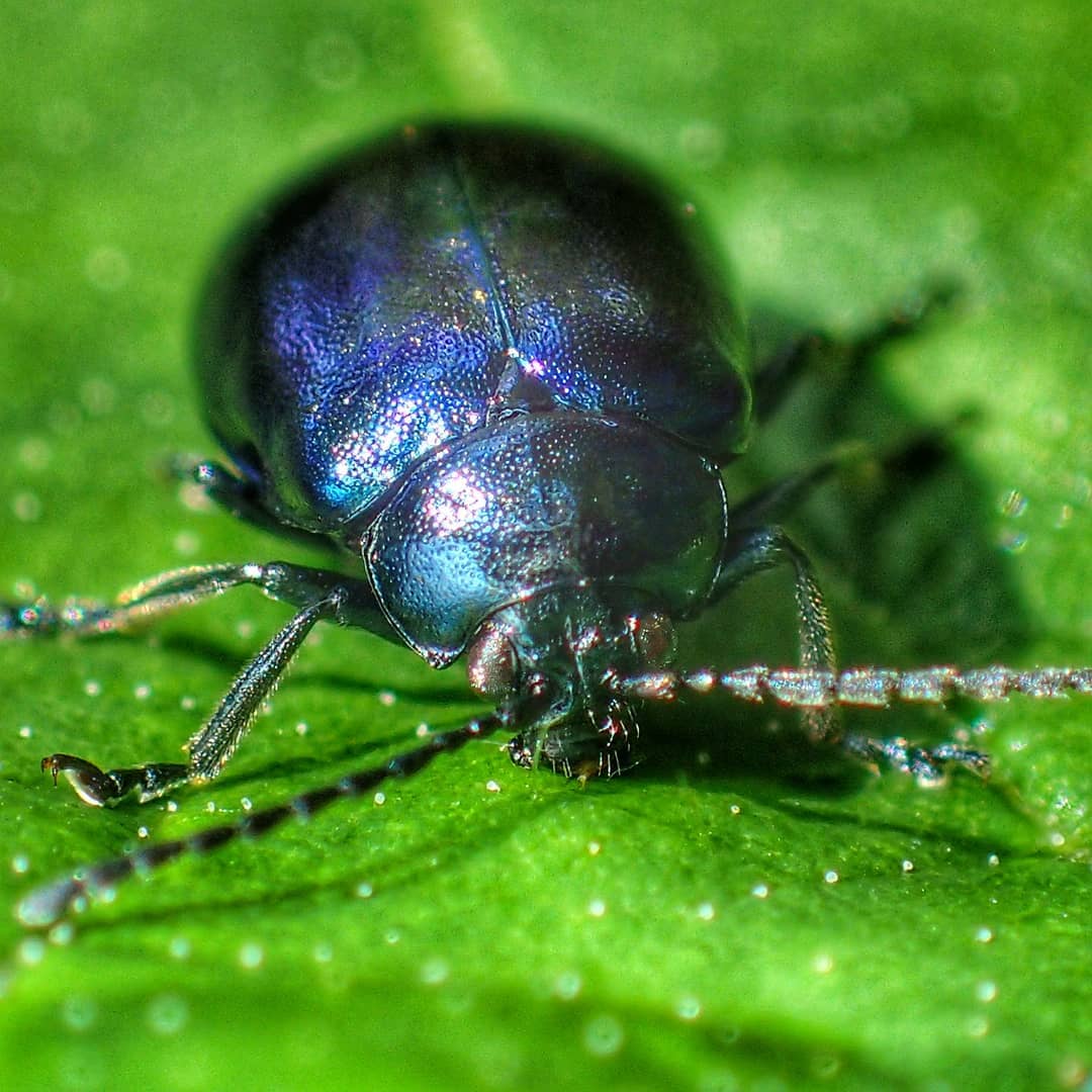 Chrysolina Beetle