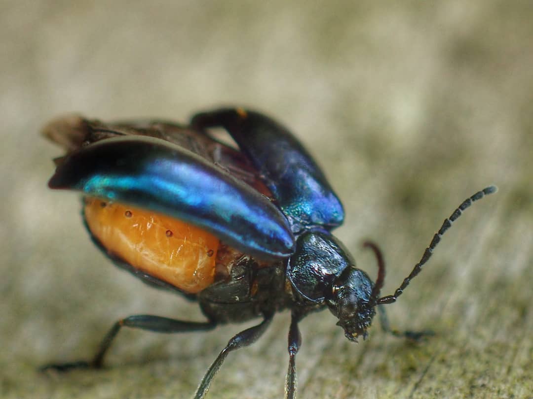 Chrysomela Beetle
