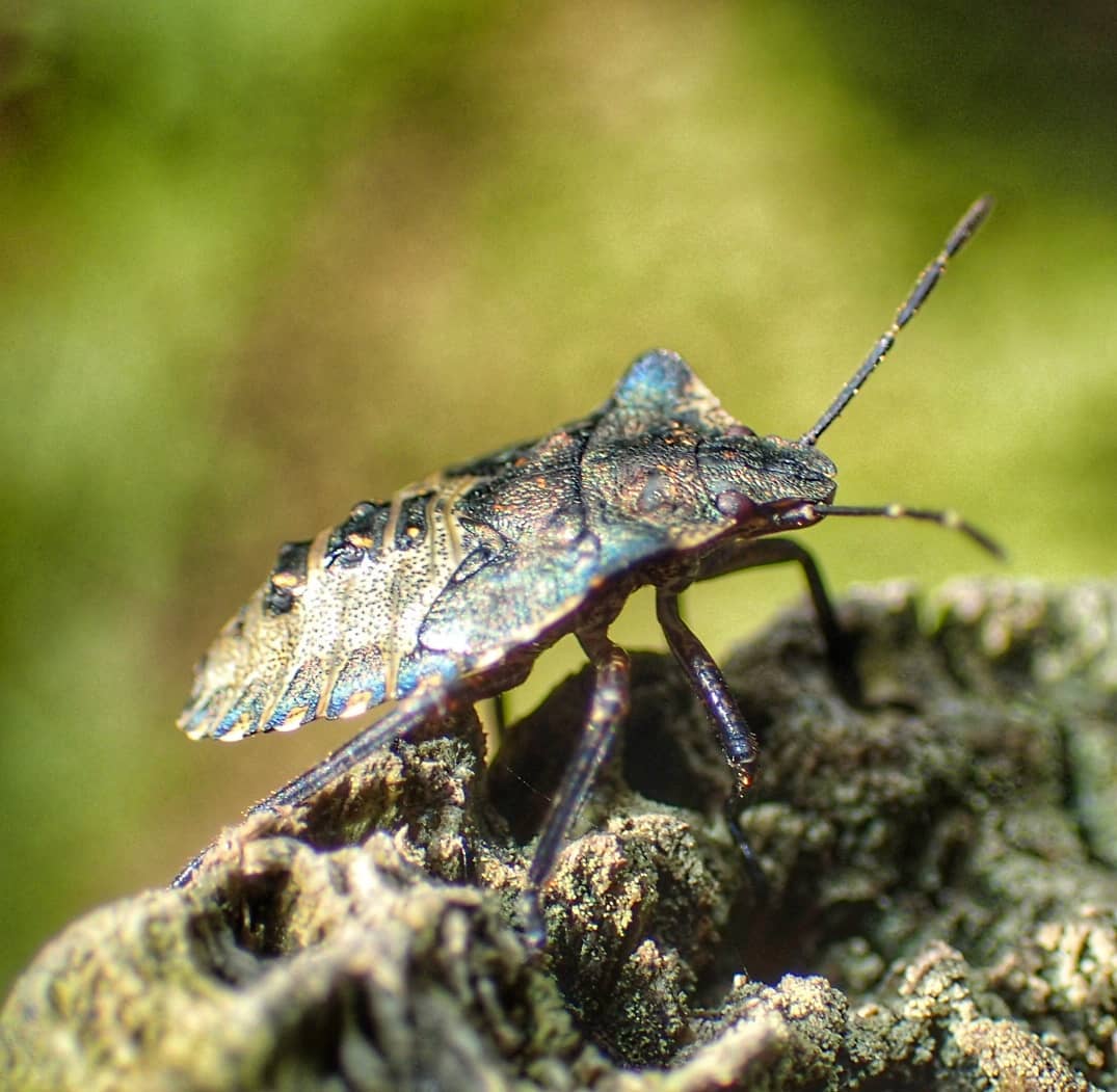 Violet Ground Beetle