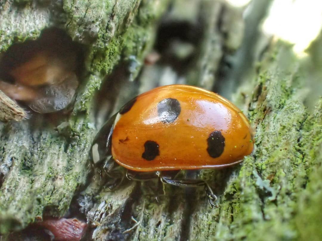 Ladybirds