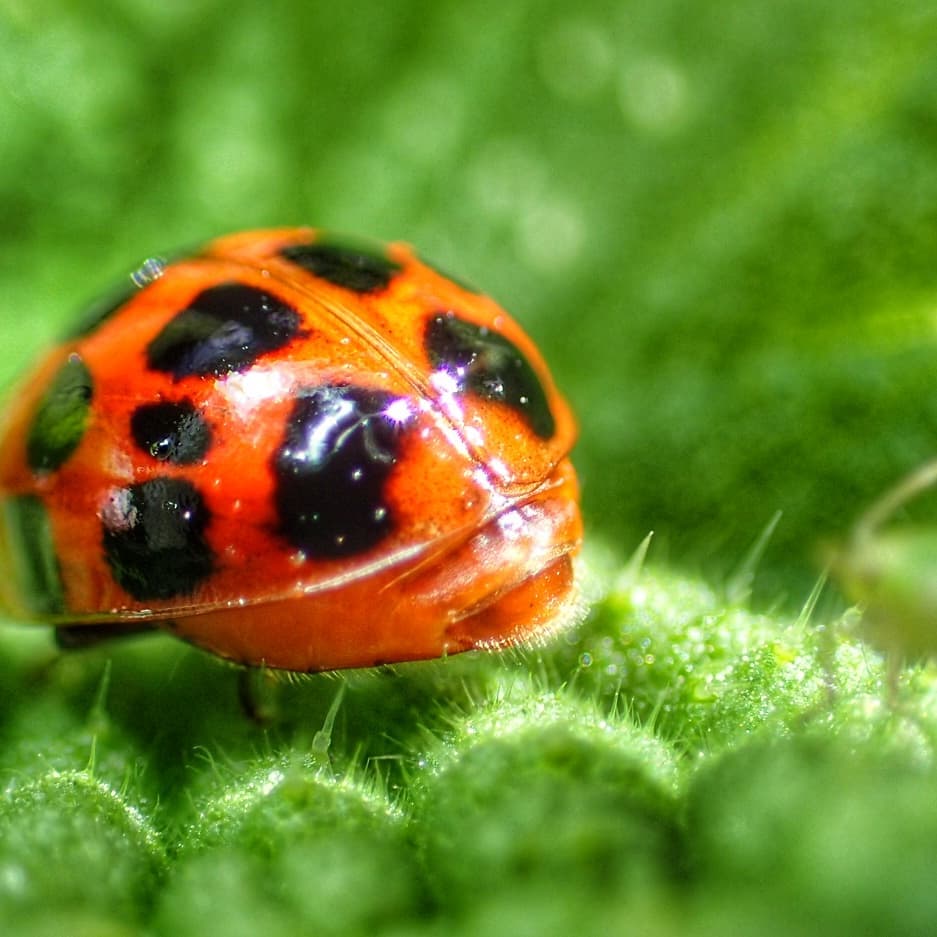 Harlequin on Leaf