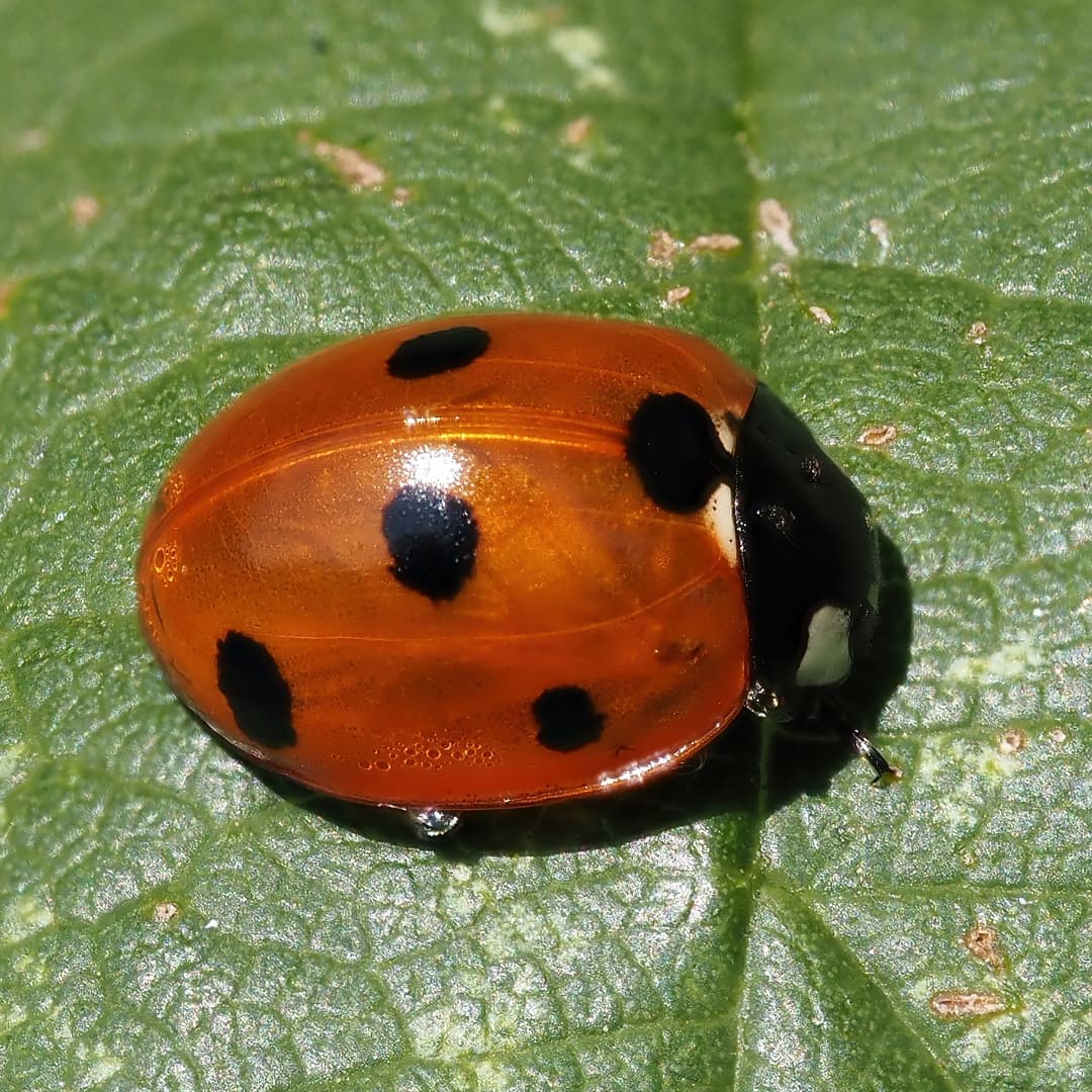 Seven-spot Ladybird