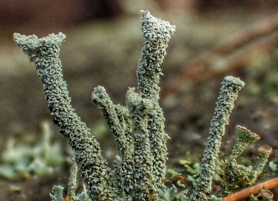 Trumpet Lichen