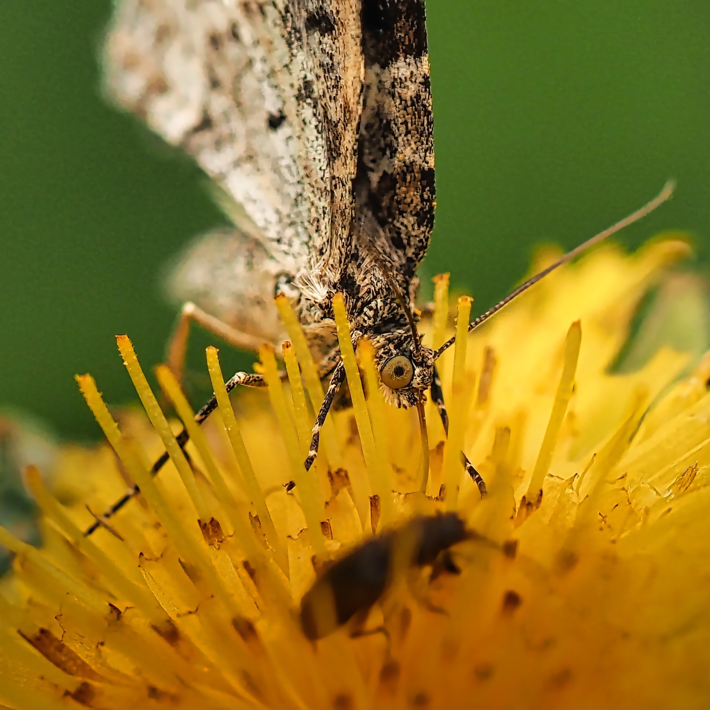 Moth on Dandelion
