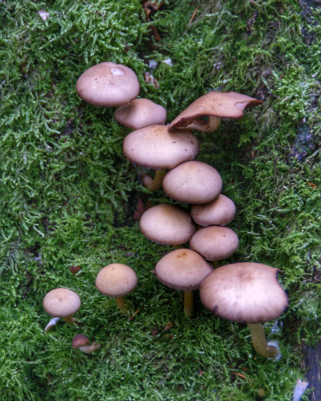 Mushroom Cluster