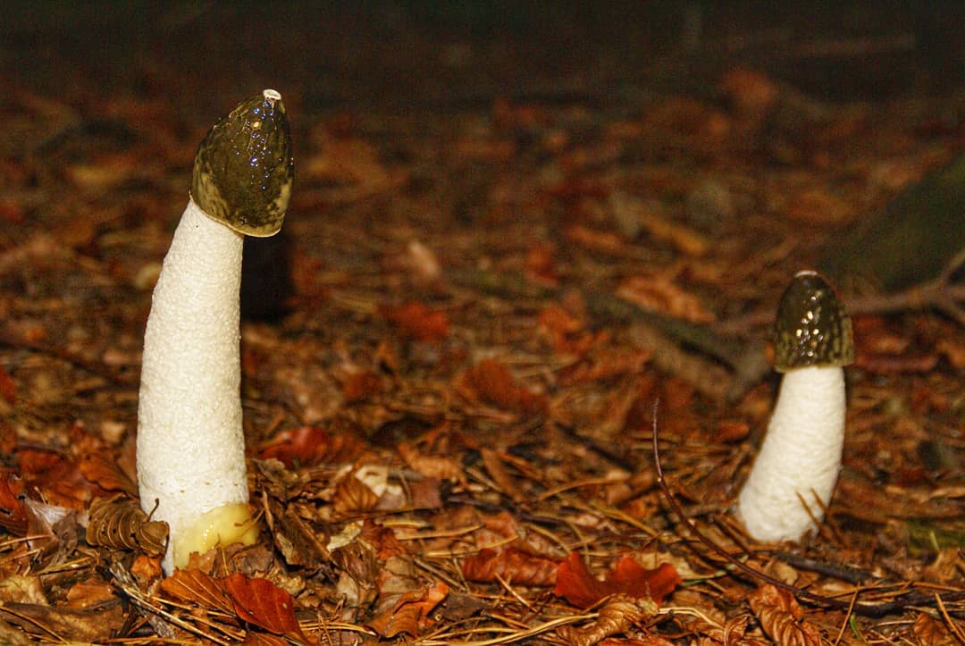 Stinkhorn Pair