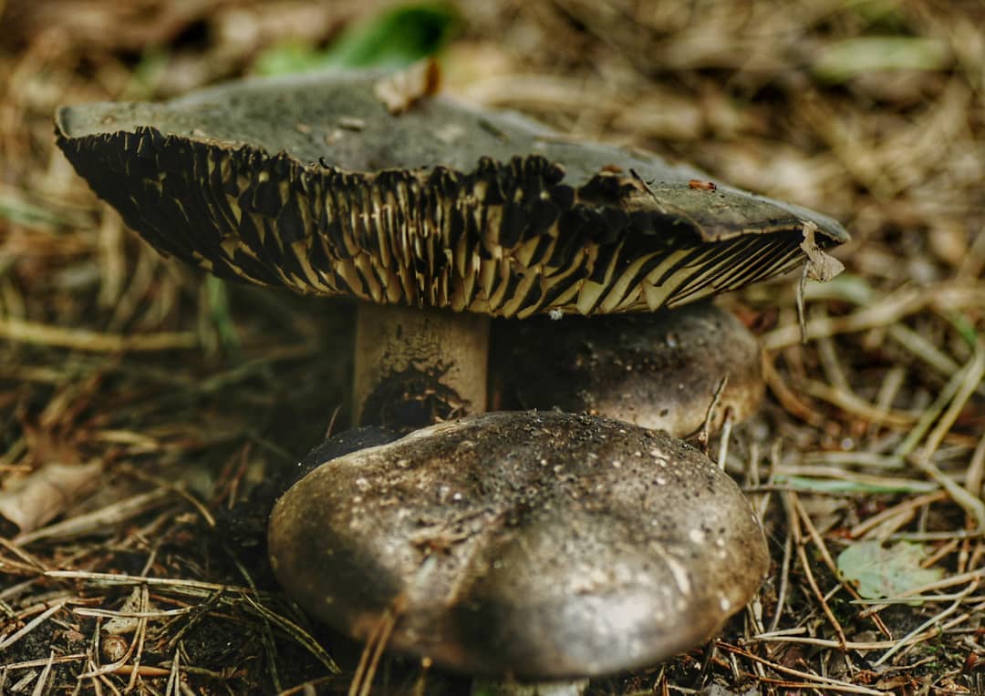 Grey Mushroom Pair