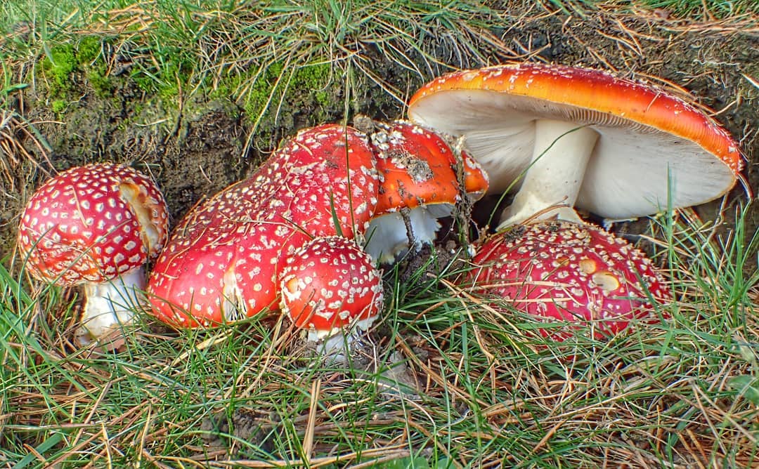 Fly Agaric Cluster