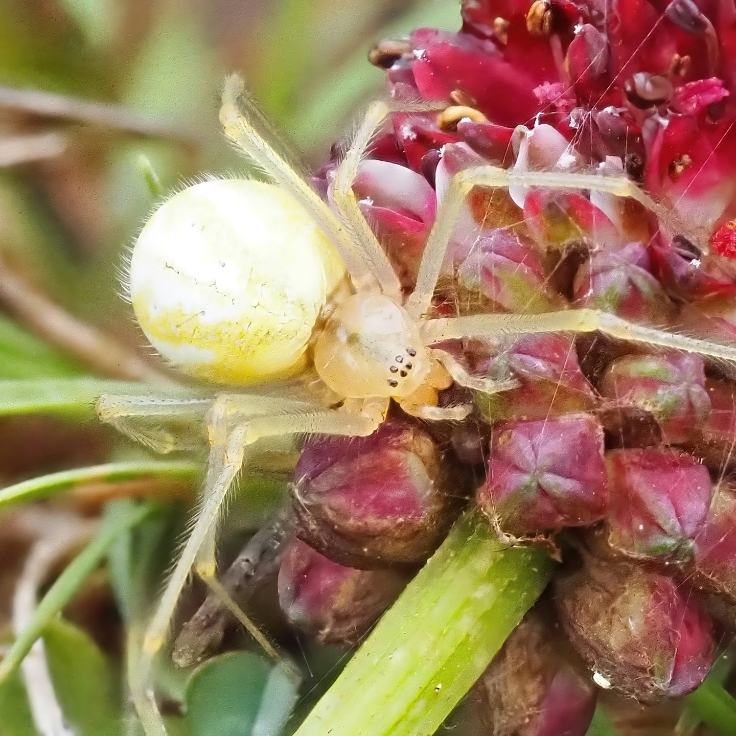 White Crab Spider