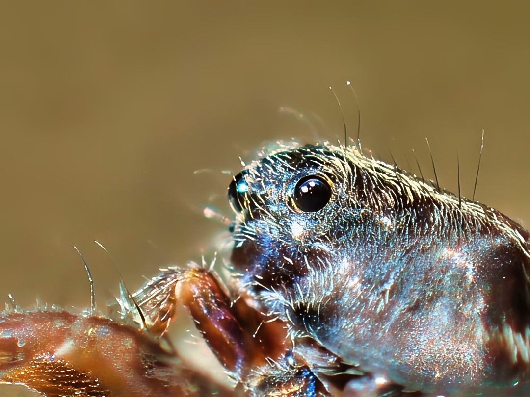 Jumping Spider Close-up