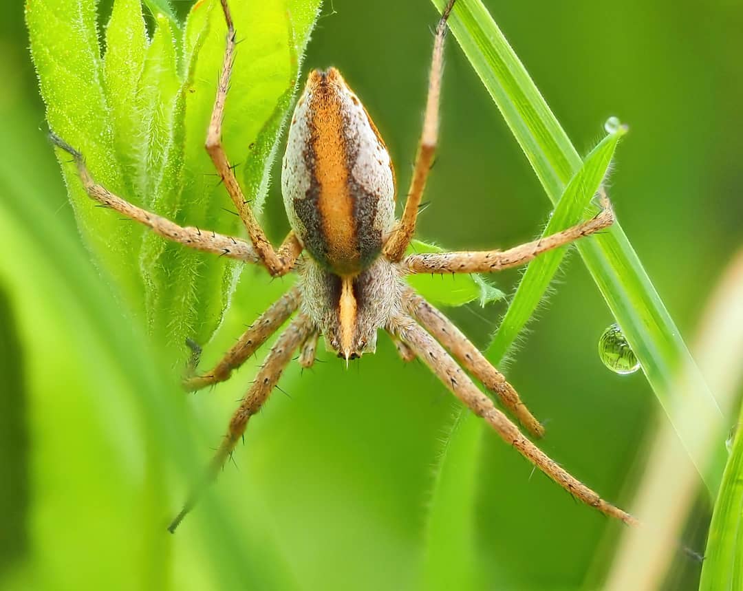 Nursery Web Spider