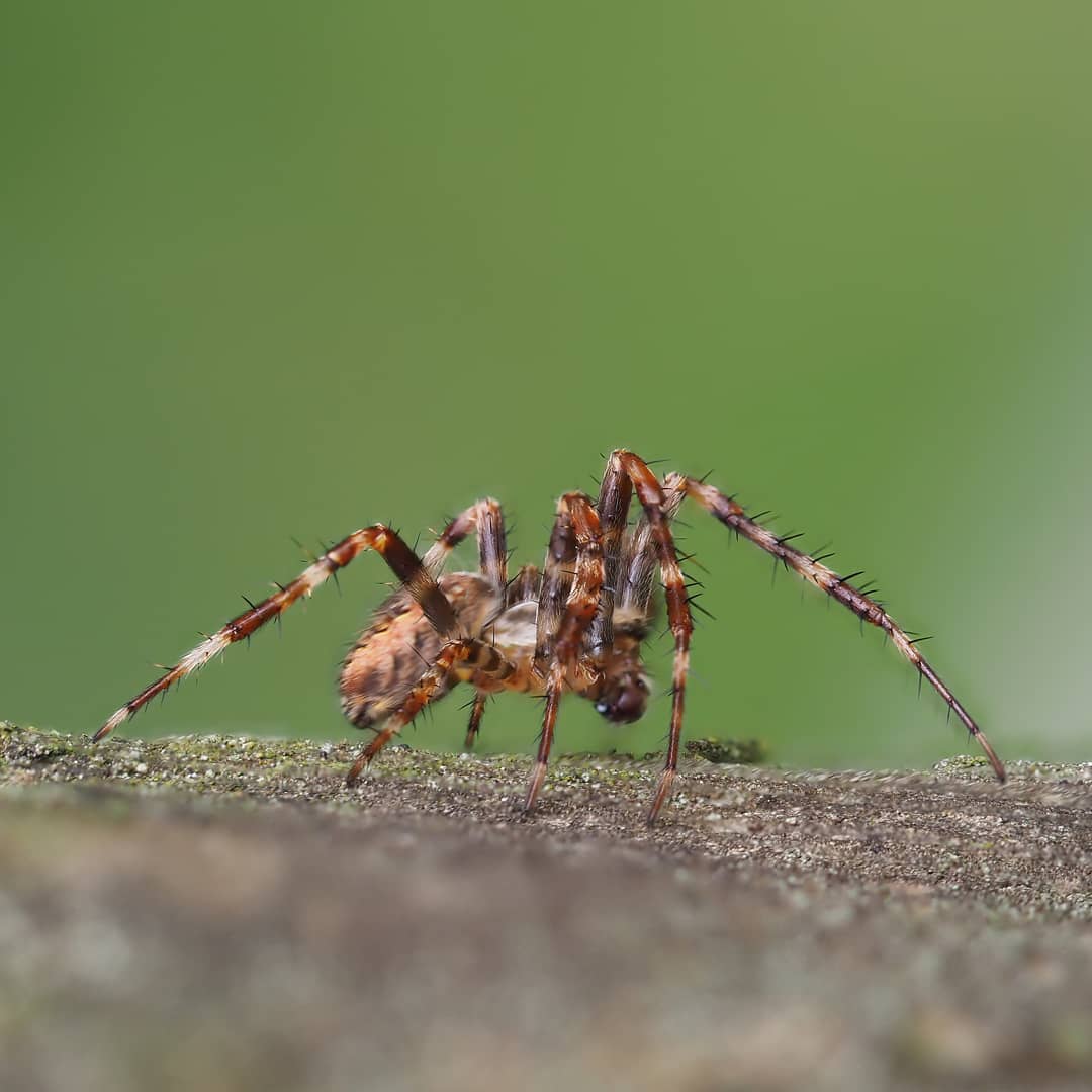 Mottled Spider
