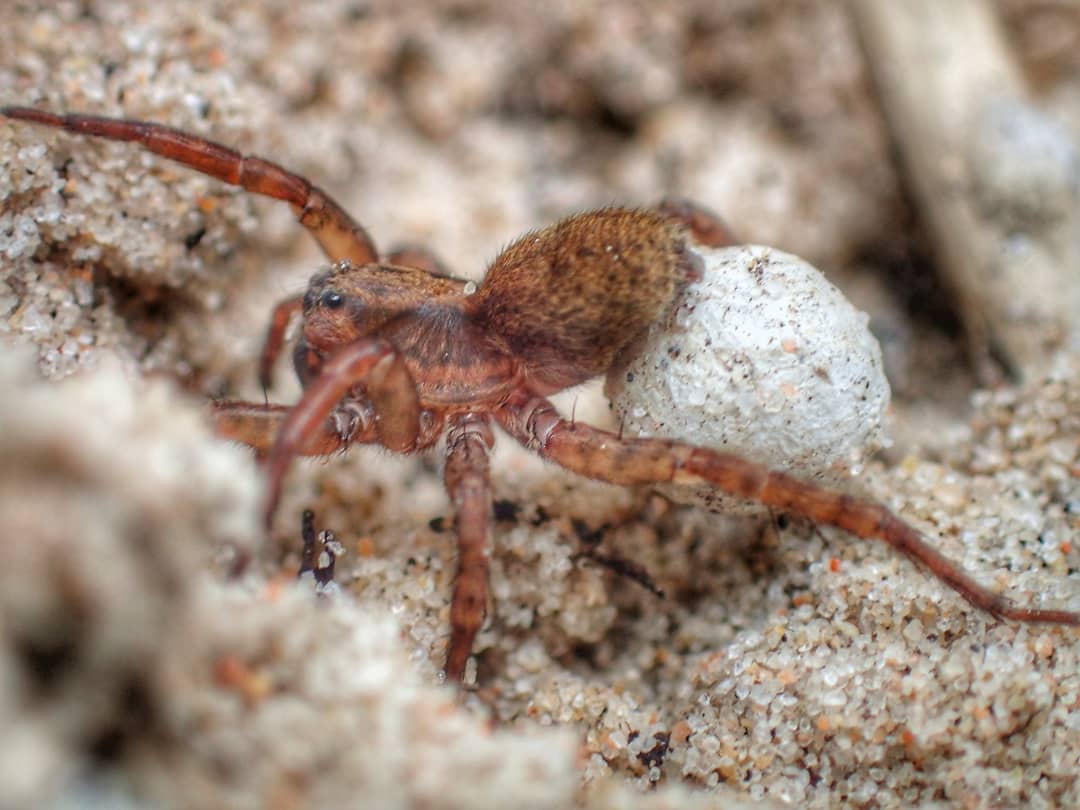 Wolf Spider with Eggs